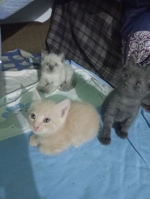Отдаем в добрые руки