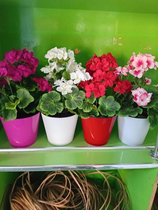 Оптим нархда суний гуллар