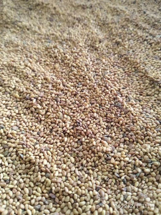 Beda urugʻ semena klevr