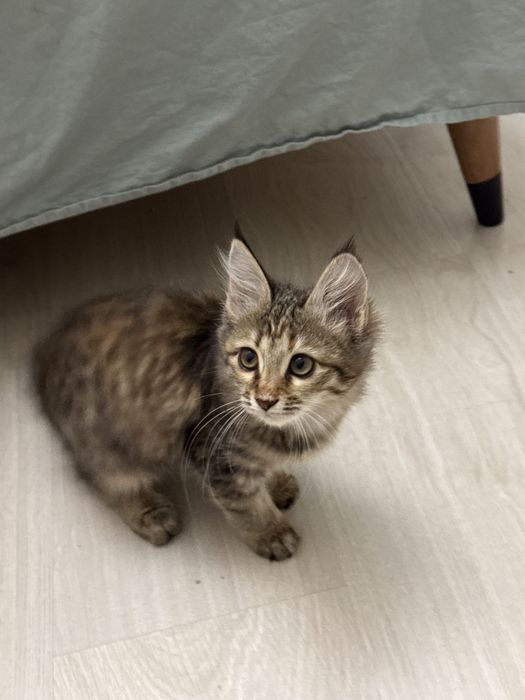 Котенок в добрые руки