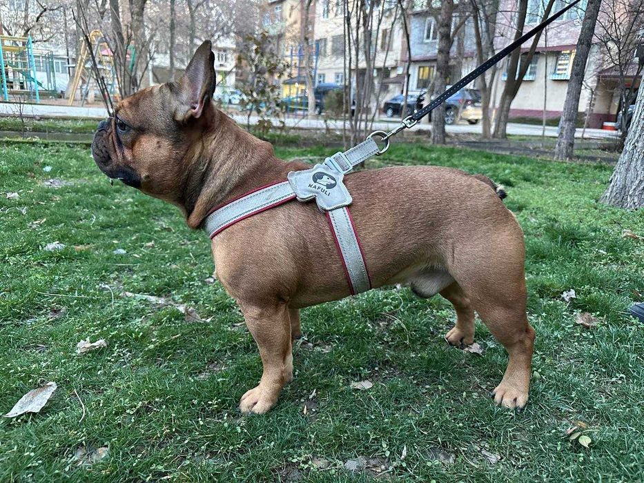 Французскому бульдогу по кличке Бальтазар нужна подруга для вязки