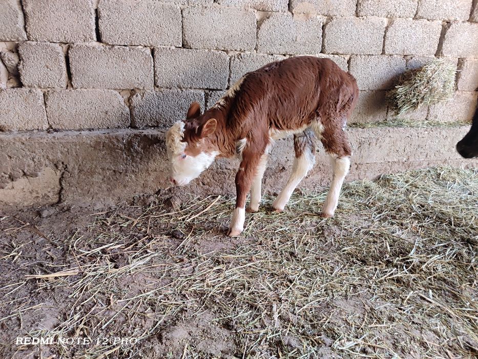 Бұзау сатылады екеуіде ұрғашы