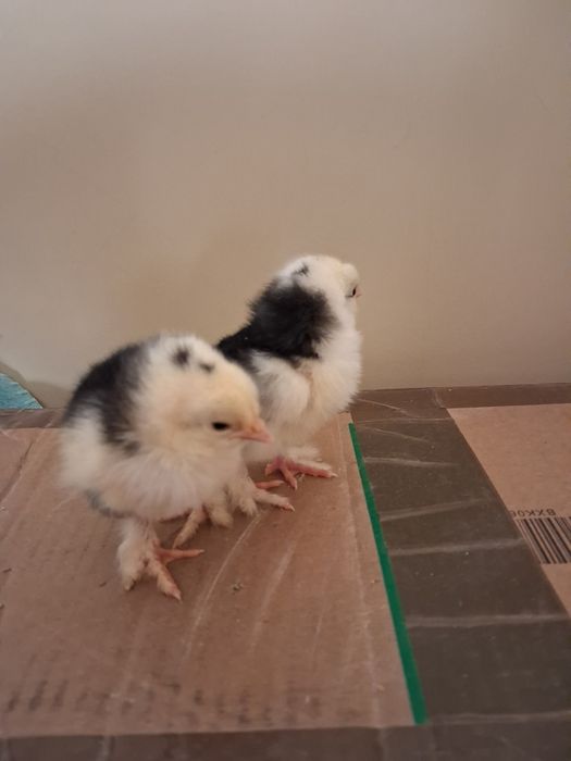 Vand pui si oua incubatie brahma