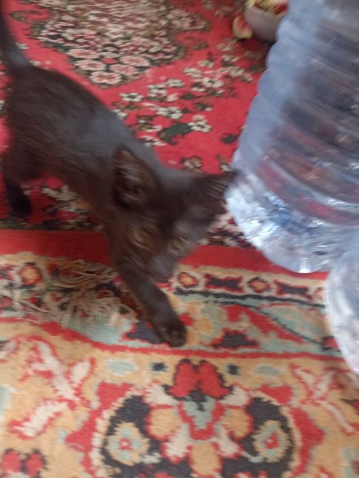 мушукчалар мехрибон кулларга мерамиз