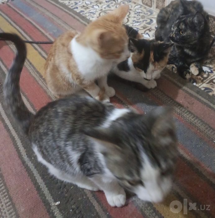 Домашние милые кошечки отдам в хорошие руки.