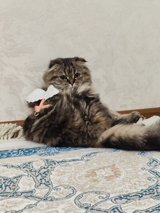 Scottish Fold zotli mushuk