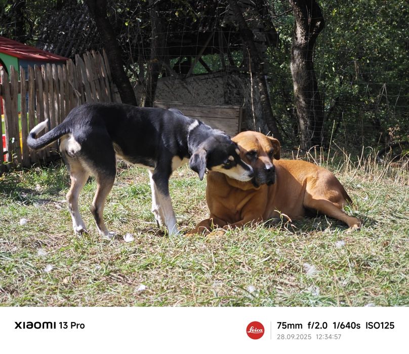 Donez copoi sârbesc tricolor cu labrador