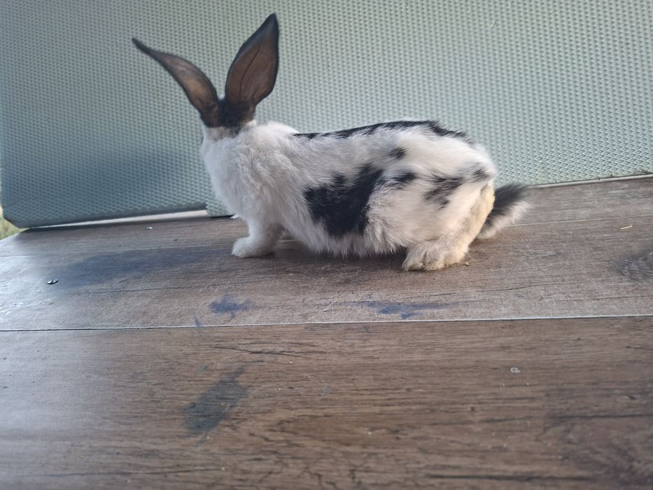 Iepuri tineri 2 luni