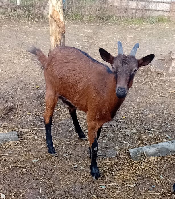 Vand capre alpin francez