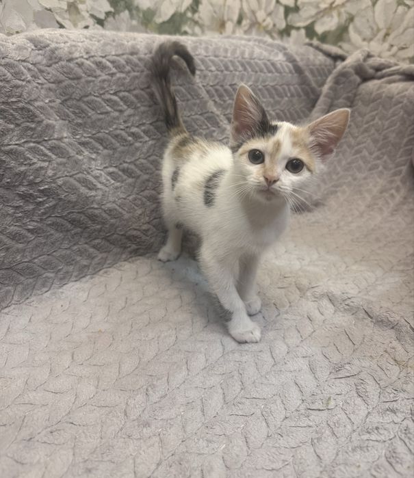 Отдам котенка в добрые руки!