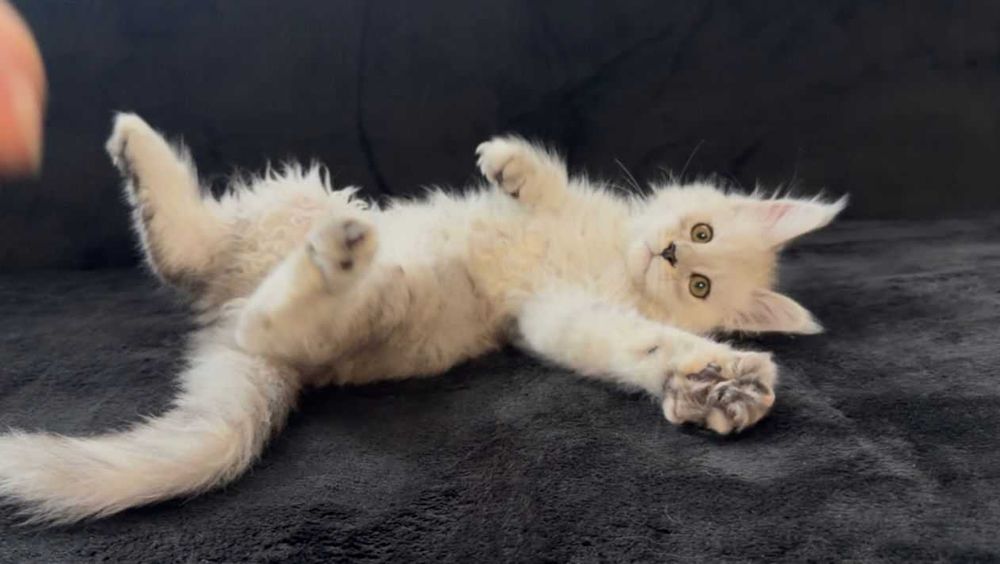 Мейн кун котенца