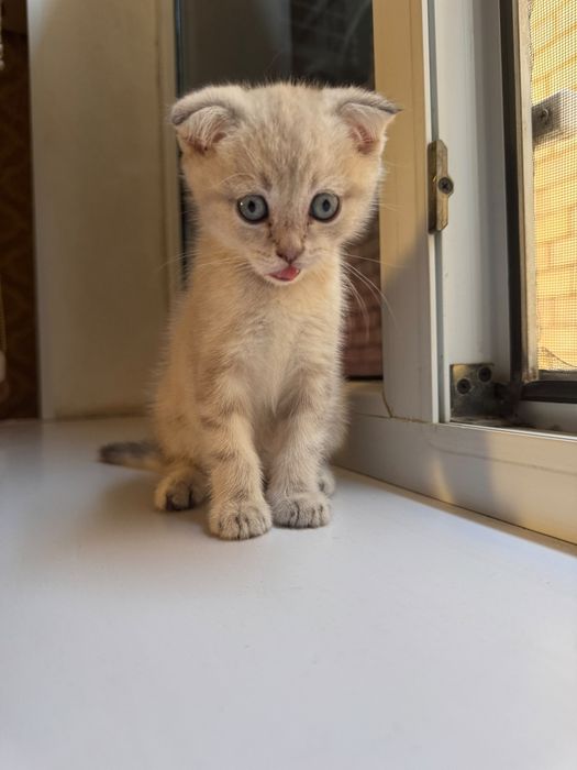 шотландская вислоухая кошка