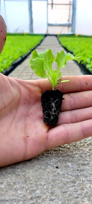 Разсад салата,лук,копър,магданоз