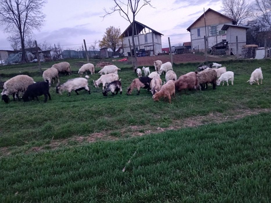 Vând Capre si Oi