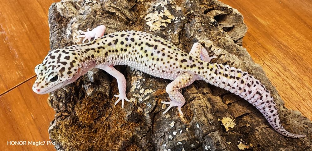 Леопардов гекон( Eublepharis macularius )