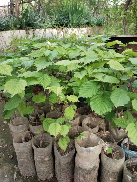 Фундук кучатлари