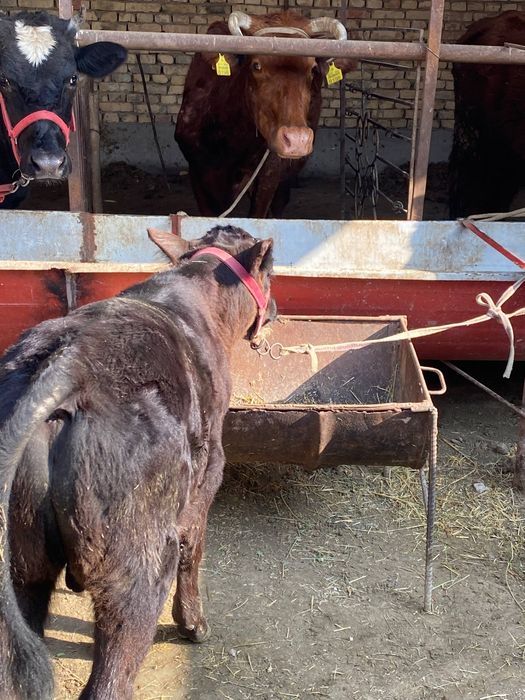 Она бола сигир сотилади