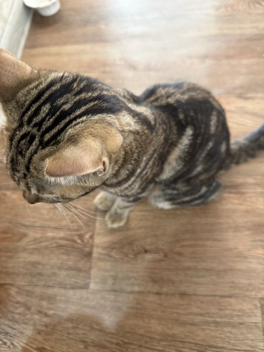 бесплатно кошка