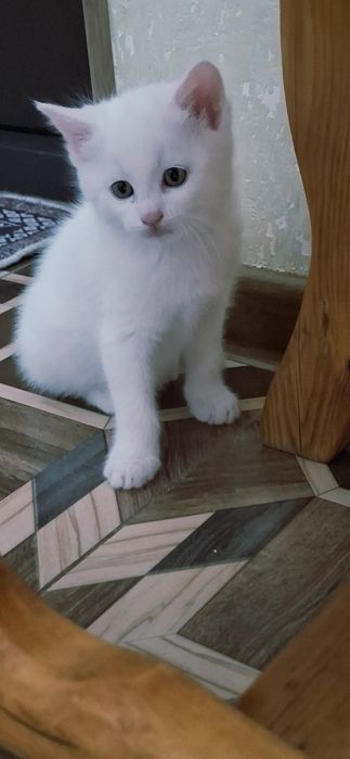 Продаются котята белого цвета