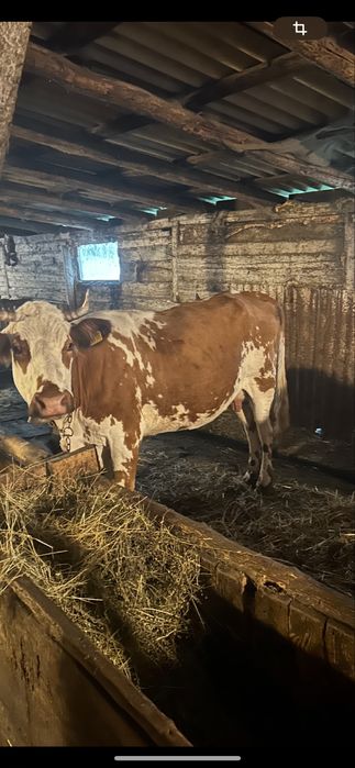 Vand 2 vaci - Baltata Romaneasca si Belgian