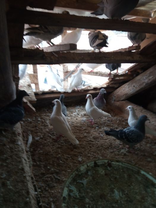 Porumbei de vânzare voiajori