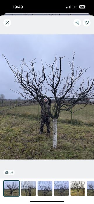 Taieri arbori si pomi fructiferi!