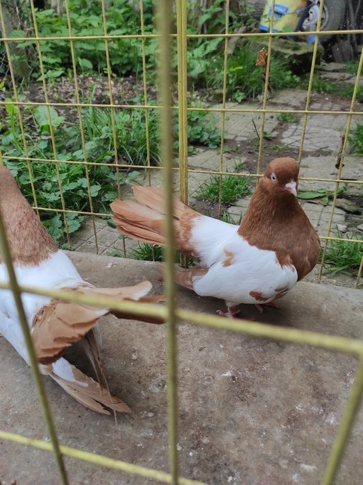 Белоглави и огледални гълъби продава