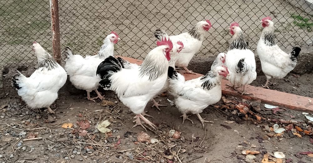 Таза адлер сатылады