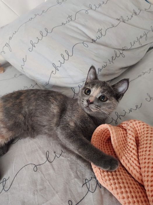Кошечка в добрые руки