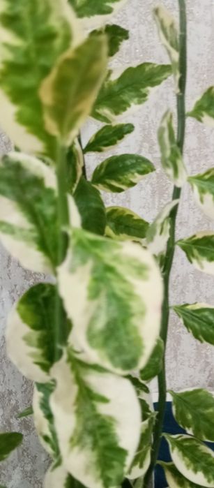 Педилантус     .