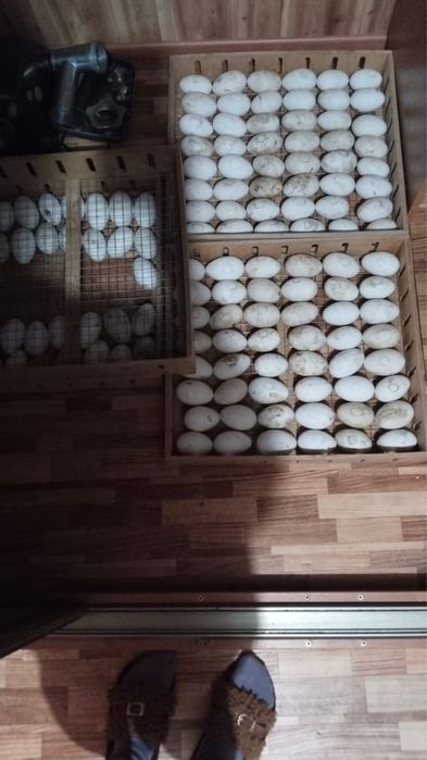 Продам Яйца гусинные