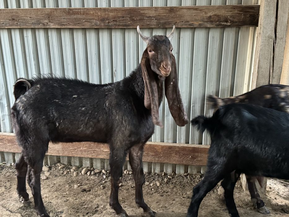 Камори теке қашыртуга