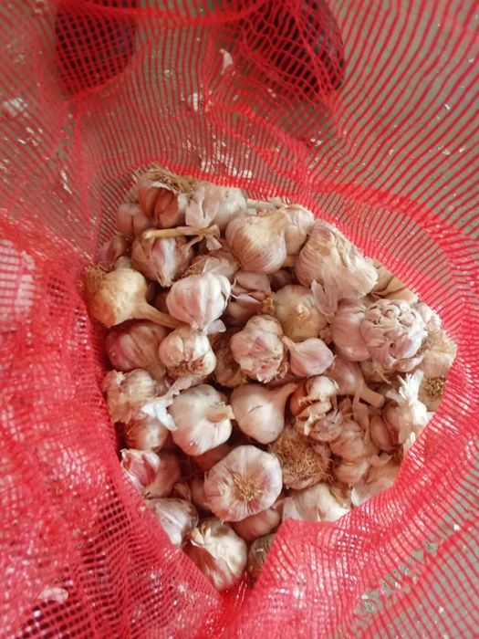 Vând usturoi de plantat !!!urgent