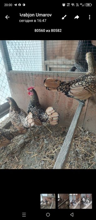 Себрайт лимон зотли товук тухумлари сотилади