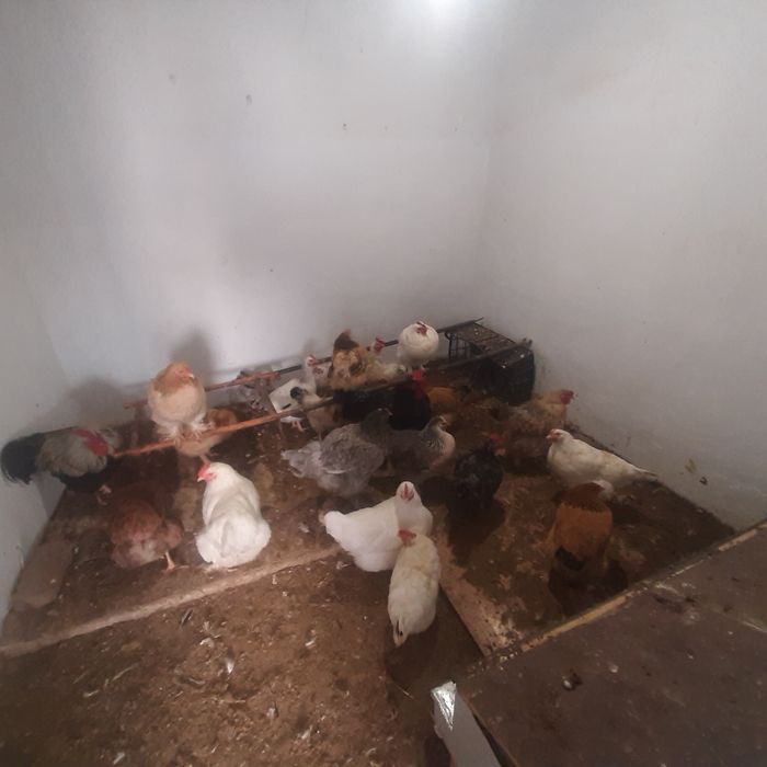 Тауык 5000 тенге