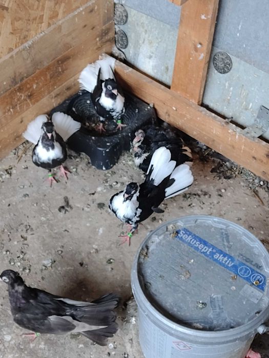 Продавам шуменски гълъби.