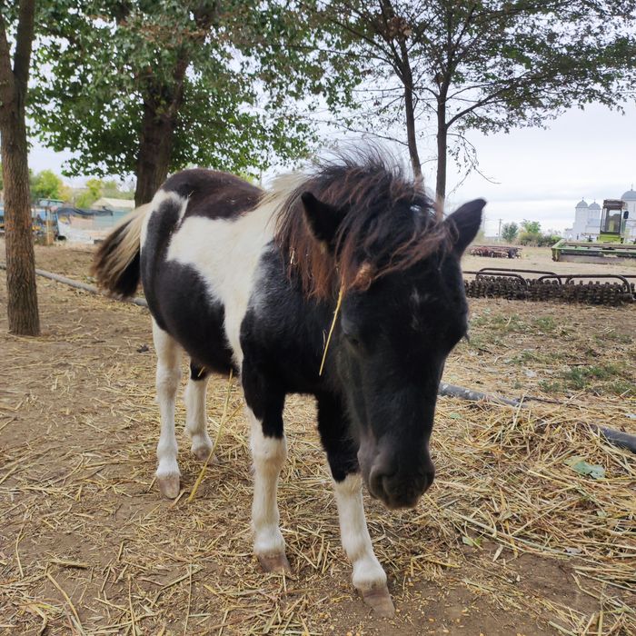 Ponei mascul ( fabricatie aprilie 2025)  3200 lei