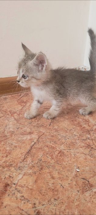 Отдам в добрые и ответственные руки