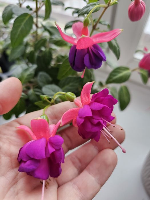 Комнатные цветы Фуксия сортовая