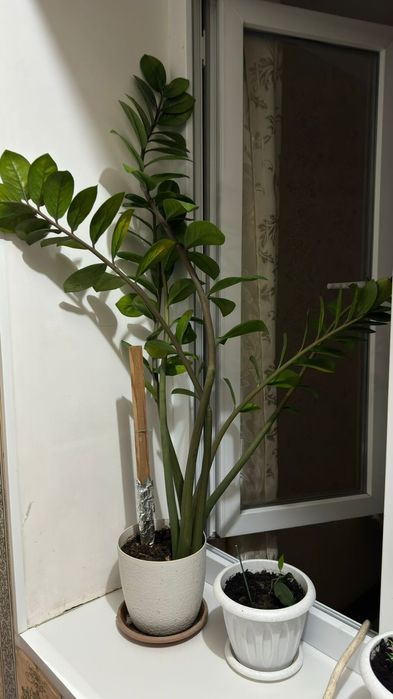 Комнатные Цветы Продам