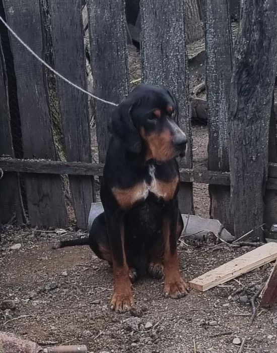 Caine de vânătoare