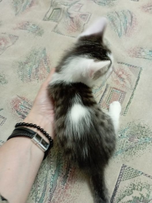 Отдам котика. Мальчик.