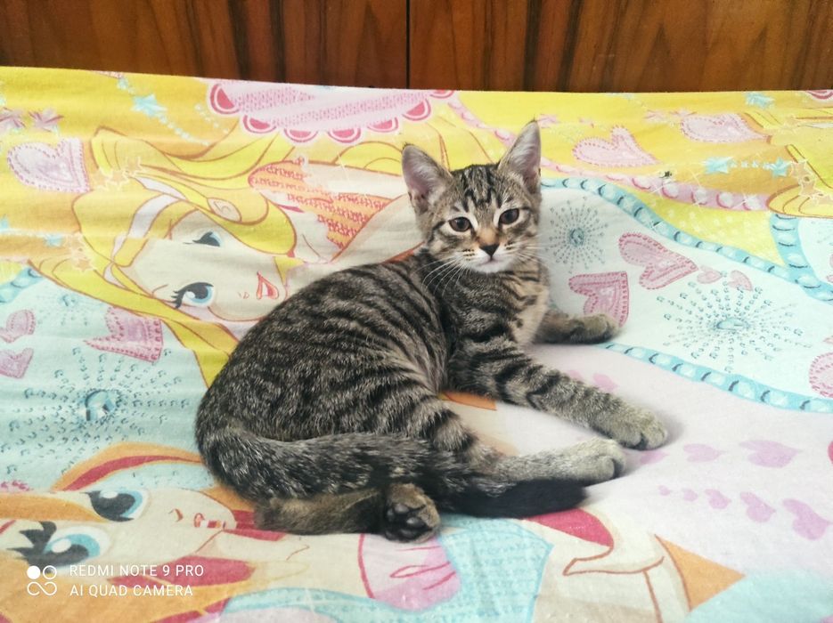 Отдаются котята.