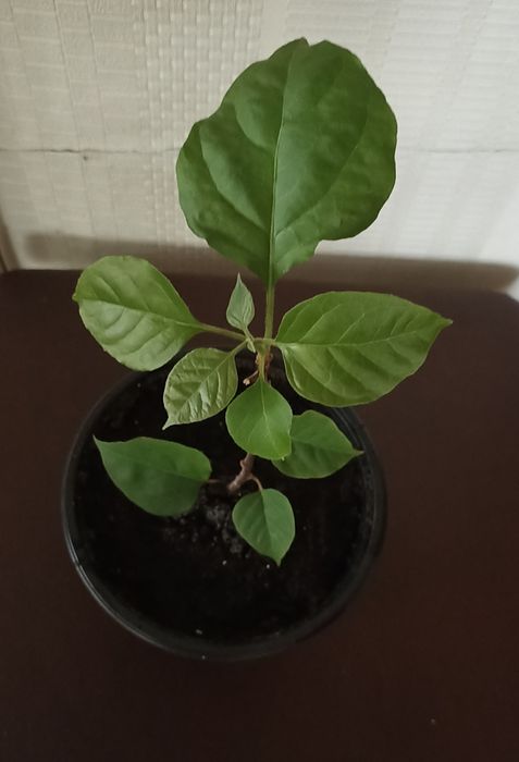 Продам бугенвиллеи