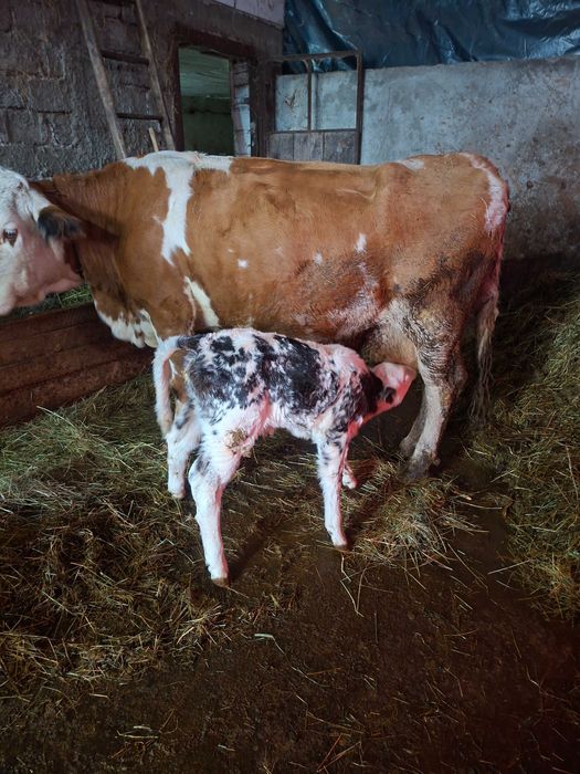 Vand vaca recent fatata.