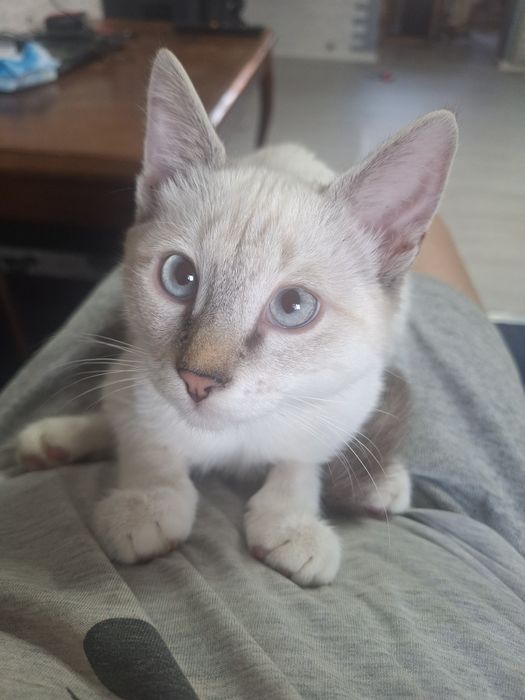 Отдам бесплатно, даром котят