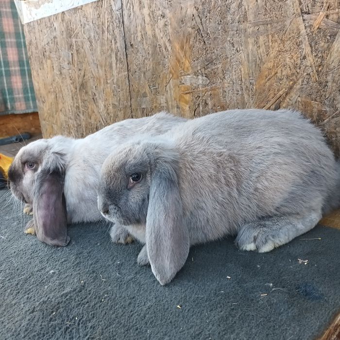 Vând berbec german rasă pura 2 luni jumate pret. 150 perechea