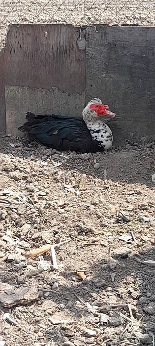 Vând cocoși de pitică și mătase