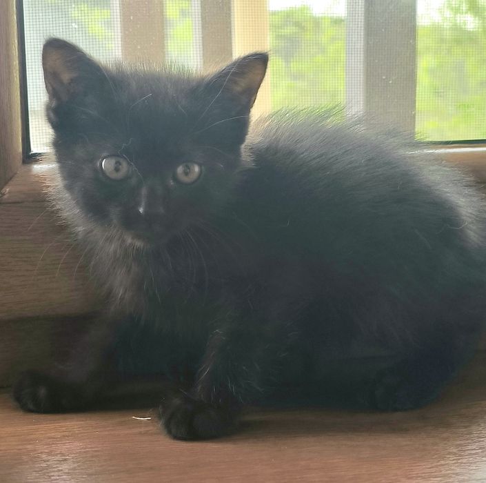 Котенок девочка ищем дом