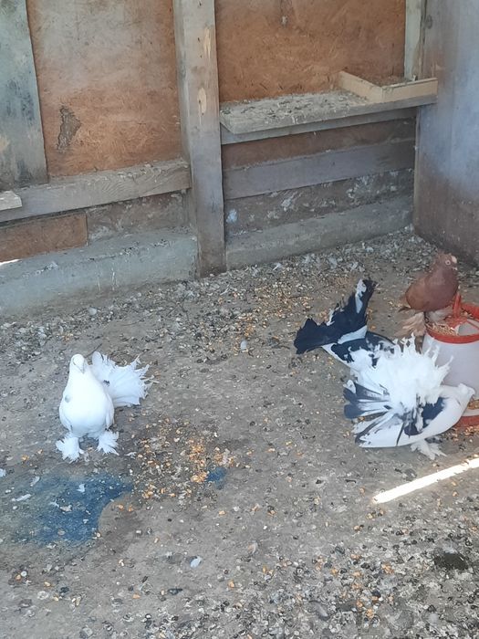 Porumbei indieni de vânzare